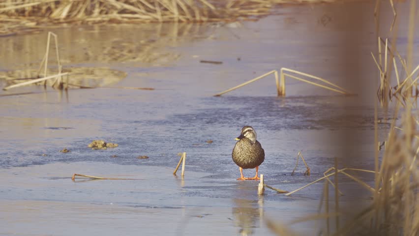 Eastern Spot-billed Duck Preening and Rubbing Head on Frozen Lake 4K HDR