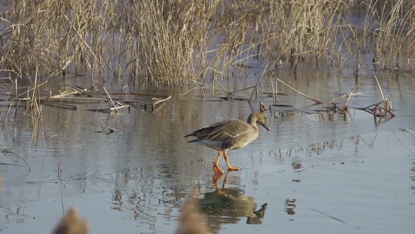 Bean Goose Skating on Ice and Gliding into Water 4K HDR