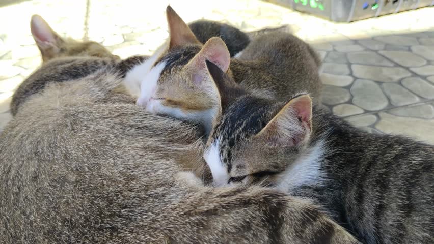A group of adorable kittens nursing from their mother on a tiled floor. 