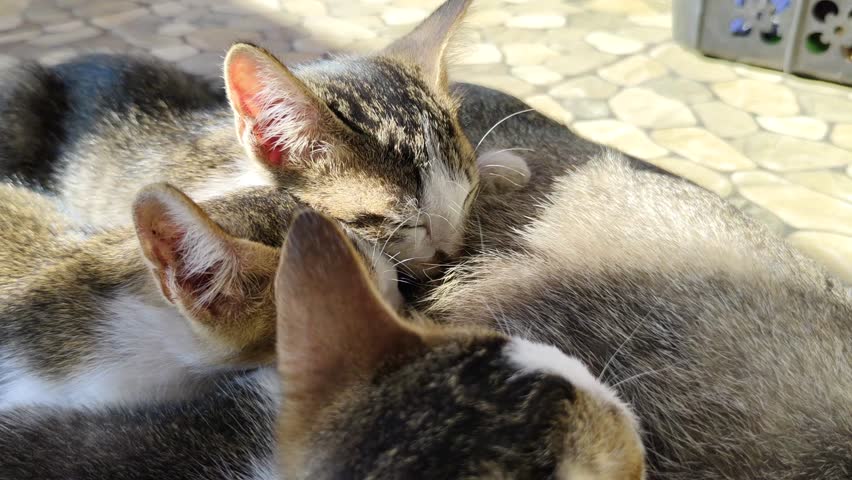 A group of adorable kittens nursing from their mother on a tiled floor. 