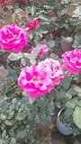 Dark Red Rose Blooming in Garden | ডার্ক রেড গোলাপের অপরূপ দৃশ্য - Powered by Shutterstock - Get 15% off with code: PIKWIZARD15
