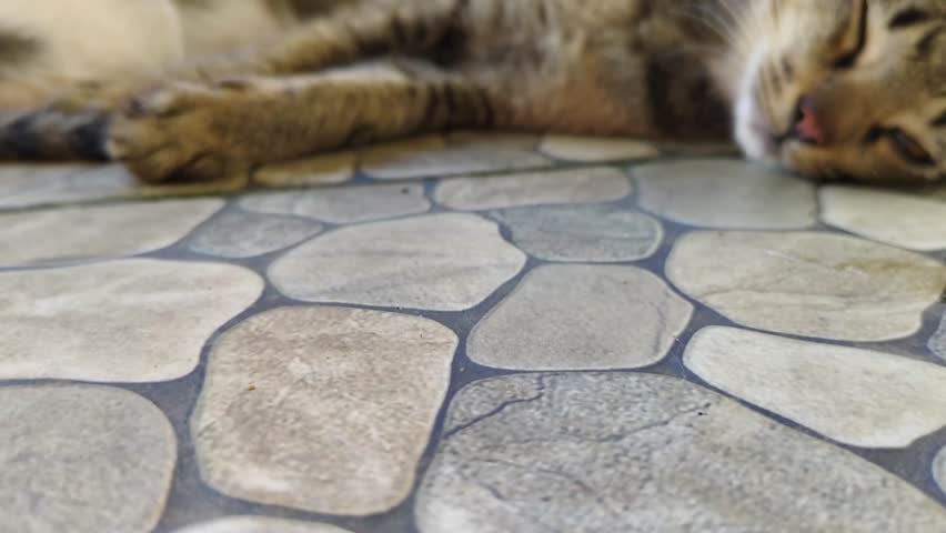 A group of adorable kittens nursing from their mother on a tiled floor. 