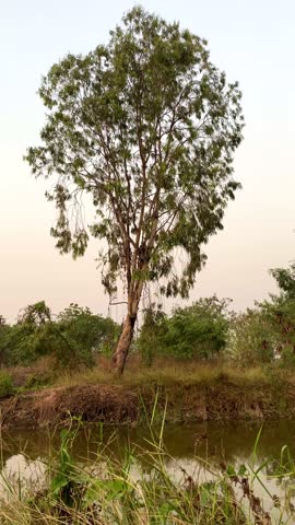 A tall tree across a small pond, with branches moving in the wind during the evening.