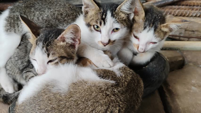A group of adorable stray kittens huddling together outdoors, showing domestic shorthair tabby patterns and sleepy expressions while resting on the ground.