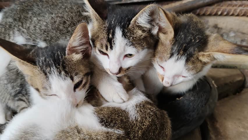 A group of adorable stray kittens huddling together outdoors, showing domestic shorthair tabby patterns and sleepy expressions while resting on the ground.