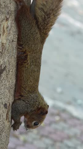 Vertical Video of Curious Squirrel Hanging Upside Down on Tree
