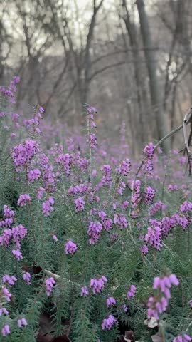 Millions of purple forest heathens on the meadow in the morning mountains. Lots of wild bloomig flowers in spring. Colourful pink field in springtime
