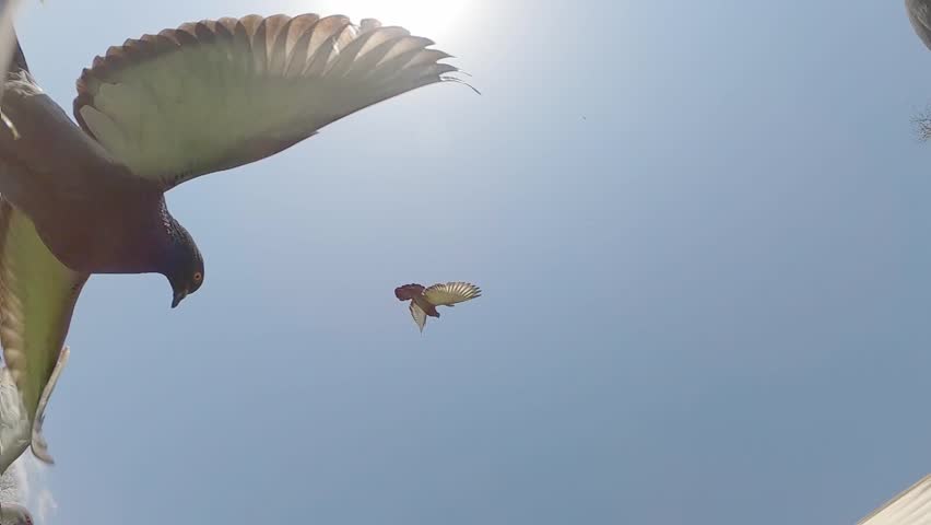 Pigeons flying in the blue sky, slow motion.