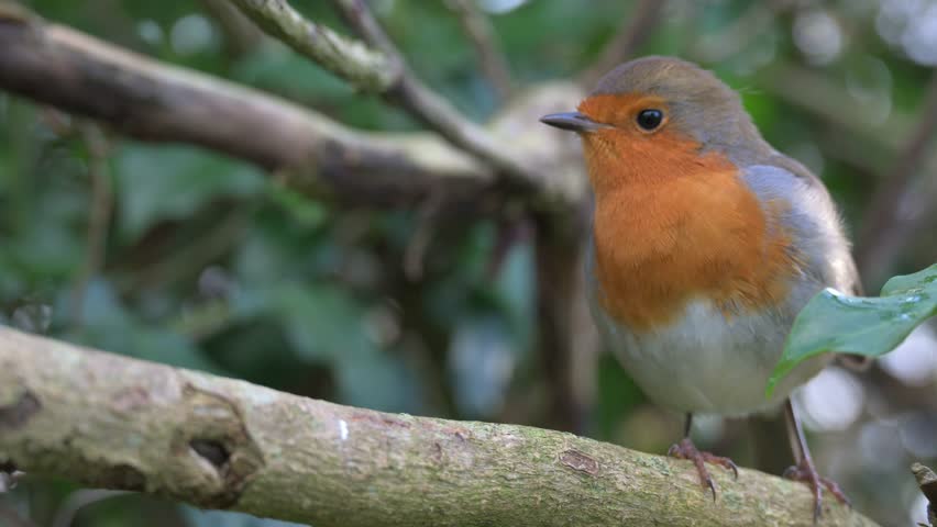 Robin (Erithacus rubecula) in closeup perched on a branch of a hedge. November, Kent, UK. [Half speed]