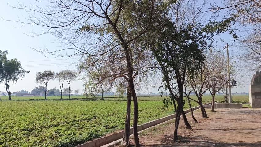 This video captures a peaceful, daytime scene in a rural village setting, likely in the Punjab region of Pakistan or India. A narrow dirt pathway leads the eye into the distance, bordered on both sides by low concrete irrigation channels used for water management in the surrounding agricultural fields. The path is lined with a mixture of bare and leafy trees with brown trunks, guiding the view toward a small, rustic, beige colored farm or utility building. In the background, expansive green crop fields stretch out under a clear blue sky with sparse white clouds, illustrating a quiet and functional agricultural landscape. The style is natural and authentic, showcasing the simple, everyday beauty of South Asian village life.