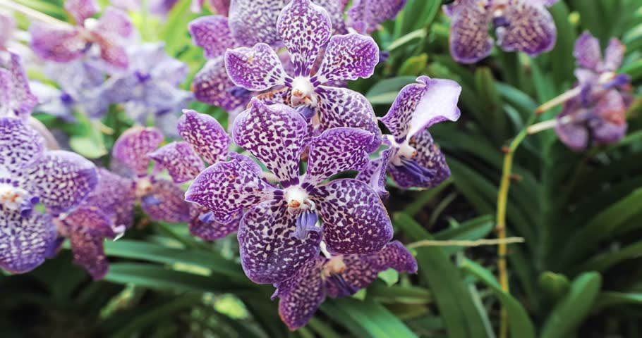 Violet tiger orchids close up view in the garden