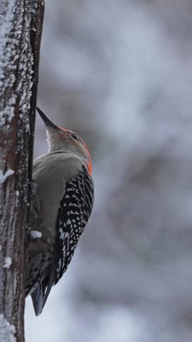 A red-bellied woodpecker is climbing a tree covered in snow. The bird has a red head and is focused on finding food. It is wintertime in a quiet forest setting.