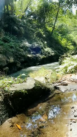 Enchanting Forest Stream 

A mesmerizing glimpse into the heart of nature, where crystal-clear water cascades gently over moss-covered rocks in a lush forest, creating a serene and tranquil escape.