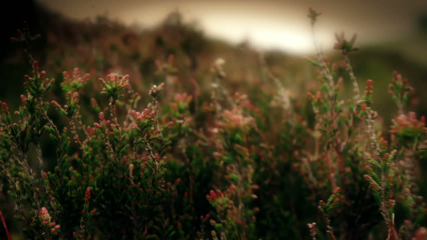 Moorland Heather, Close up shot of moorland heather deep in the heart of the
