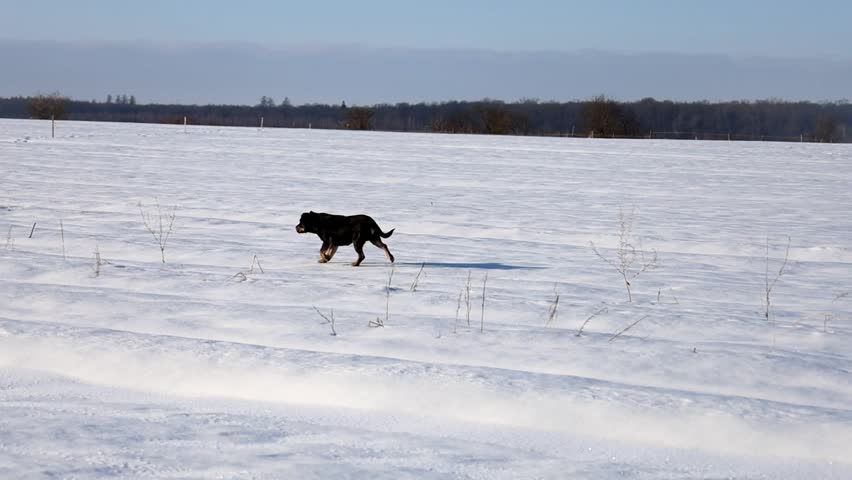 Energetic black dog runs swiftly across the firm crust of a vast snowy field. The dynamic movement against a pristine winter landscape evokes a sense of freedom and solitude within the endless white wilderness during the cold season.