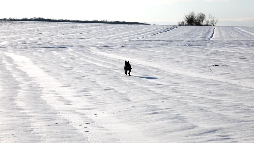 Energetic black dog runs swiftly across a snowy field covered with hard crust. The animal easily traverses the white winter plain under the open sky.
