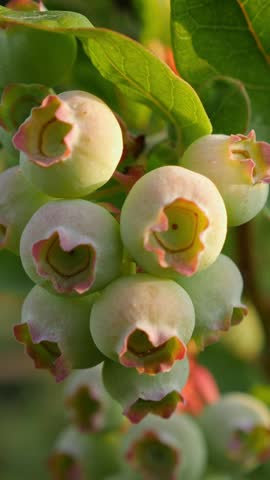 Macro shot of unripe berries, detailed texture visible. Vertical video