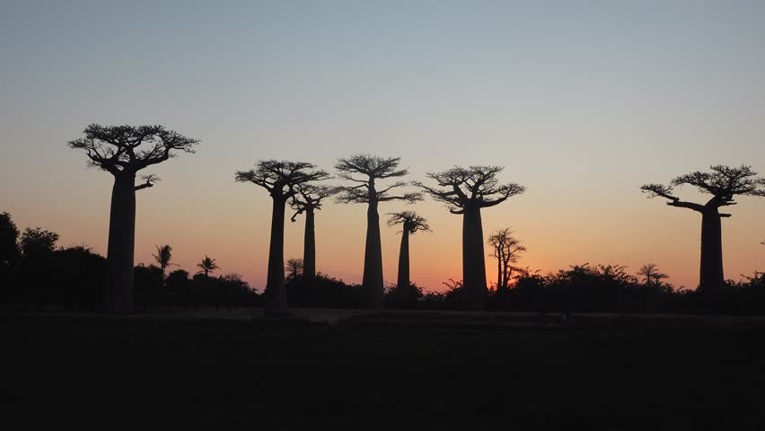 Baobab trees stand tall against the sunset sky in Madagascar. The silhouettes create a striking view as the sun sets behind the trees, showcasing nature