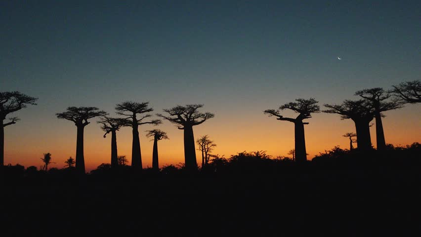 Baobab trees stand tall against the sunset sky in Madagascar. The silhouettes create a striking view as the sun sets behind the trees, showcasing nature