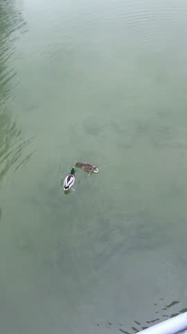Two Mallard Ducks Swimming on Calm Green Lake Aerial Footage
