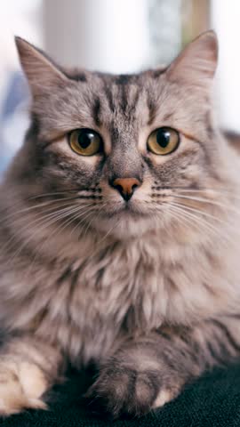 Close up portrait of a beautiful, fluffy gray tabby cat. The cute domestic pet is lying down, looking curiously into the camera. Vertical
