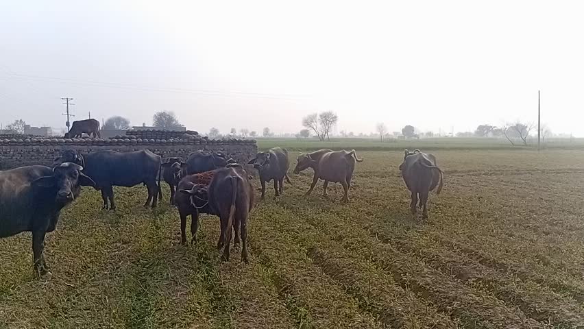 Herd of buffaloes grazing in a field with rural buildings and infrastructure in the background on a sunny day