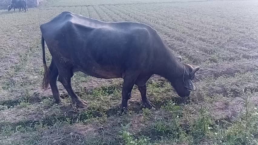 Three black cows grazing in a field on a sunny day rural landscape with green grass and plowed soil