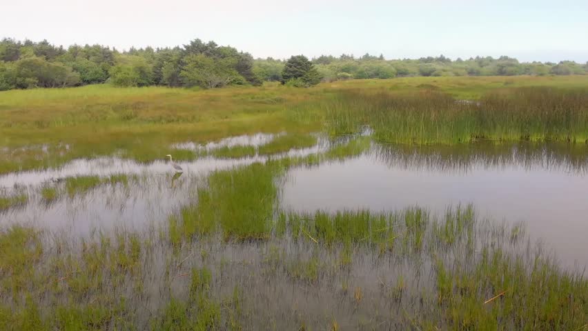 Footage of a Great Blue Heron (Ardea herodias) wading through the tranquil, grassy marshland and estuary of the Sitka Sedge State Natural Area near Sand Lake, on the beautiful Oregon Coast.