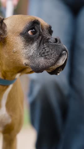 Close up of an old, brown boxer dog with a gray muzzle and sad eyes looking around. Its owner holds the pet on a leash during a walk