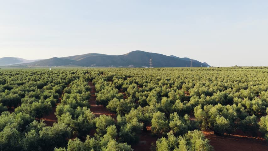 Expansive olive grove with rows of lush green trees on red soil. Distant mountains under a clear blue sky create a scenic agricultural landscape