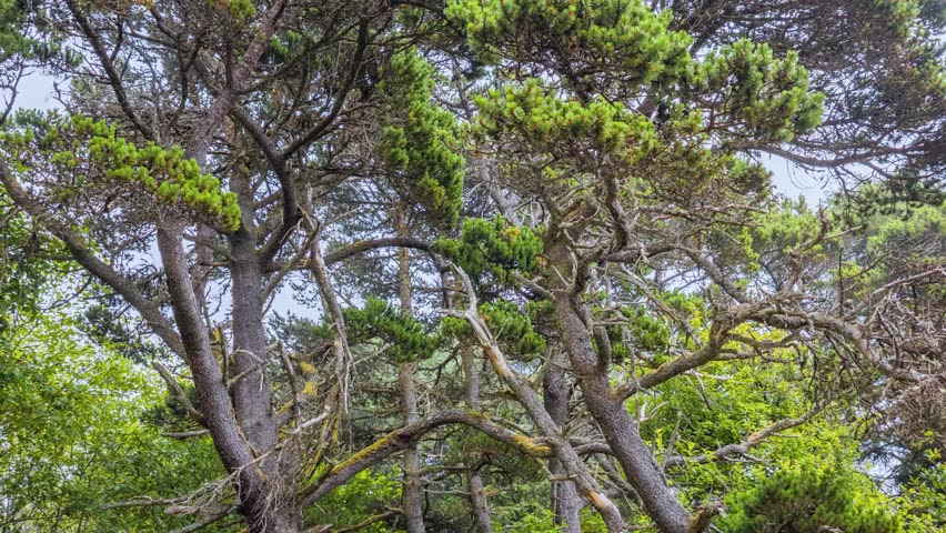 Close-up footage of wind-swept pine trees growing along the sandy coastline near Sand Lake, Tillamook County, Oregon. The vibrant green foliage contrasts with the rugged, textured bark and branches