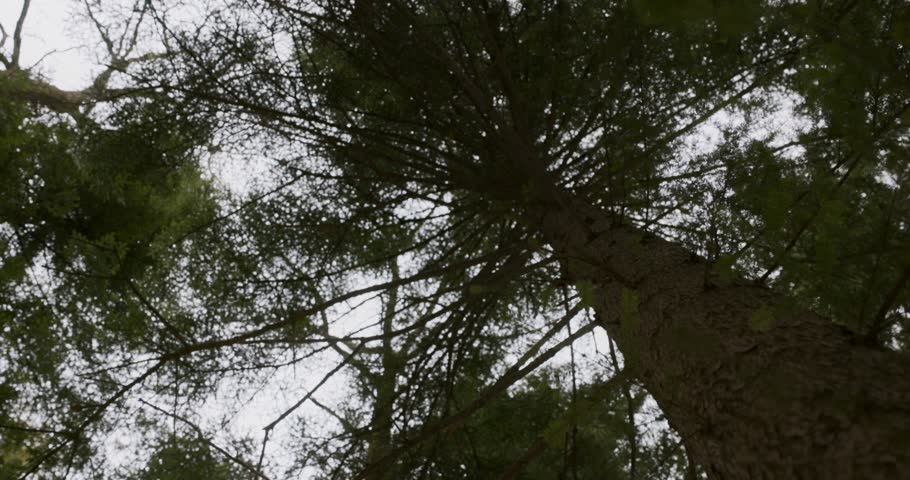 Upward View of Tall Pine Trees in a Forest