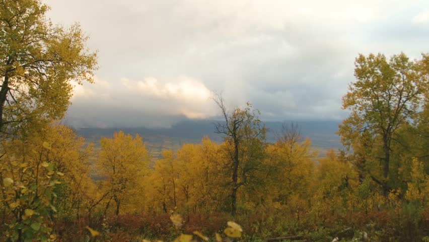 Footage capturing a vibrant autumn forest scene in the Southern Urals region of Russia. The trees display brilliant yellow and gold foliage, overlooking a scenic mountain valley under a cloudy sky.