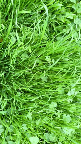 Green field. Plant growing, agriculture on the island of Cyprus.