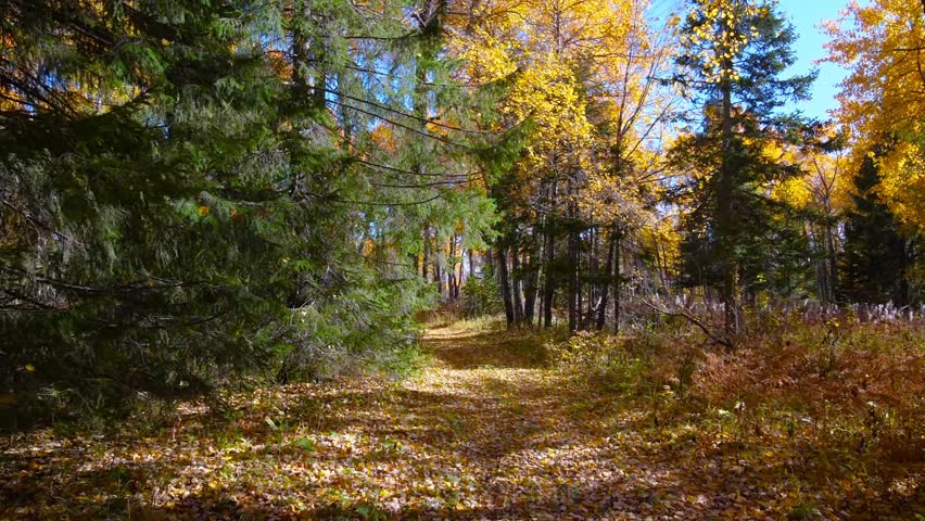 A picturesque forest path covered in fallen leaves during the vibrant autumn season. The scenic image captures a peaceful natural setting perfect for hiking and enjoying fall foliage.