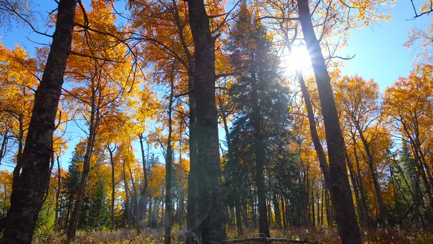 Sunlight filters through vibrant golden and yellow aspen trees in a national park in the Southern Urals region of Russia during the peak of the autumn season.