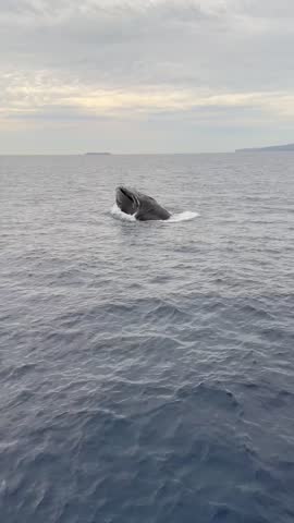 Humpback whales off the coast of Maui Hawaii