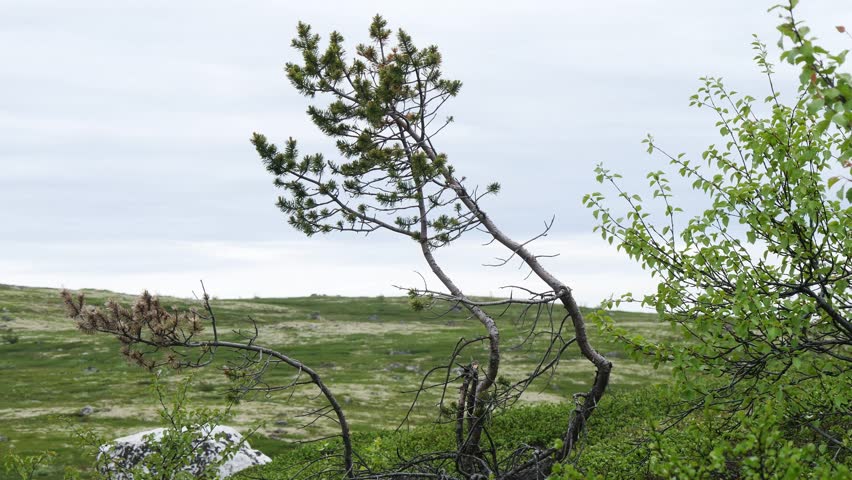 Landscape of the Lapland tundra on the Kola Peninsula.
