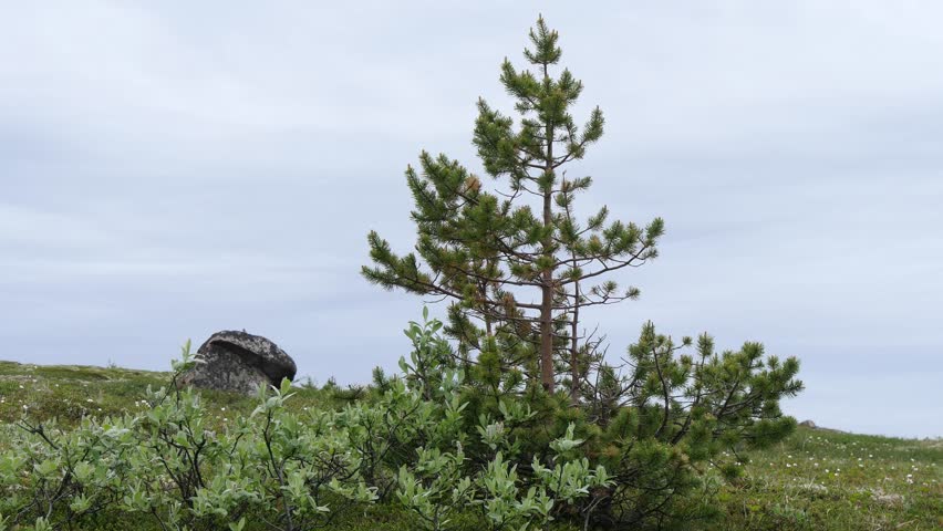 Landscape of the Lapland tundra on the Kola Peninsula.