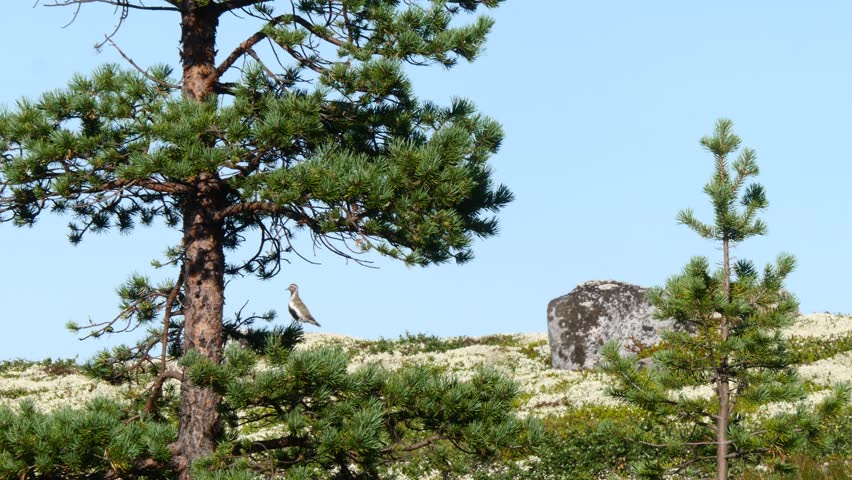 Landscape of the Lapland tundra on the Kola Peninsula.