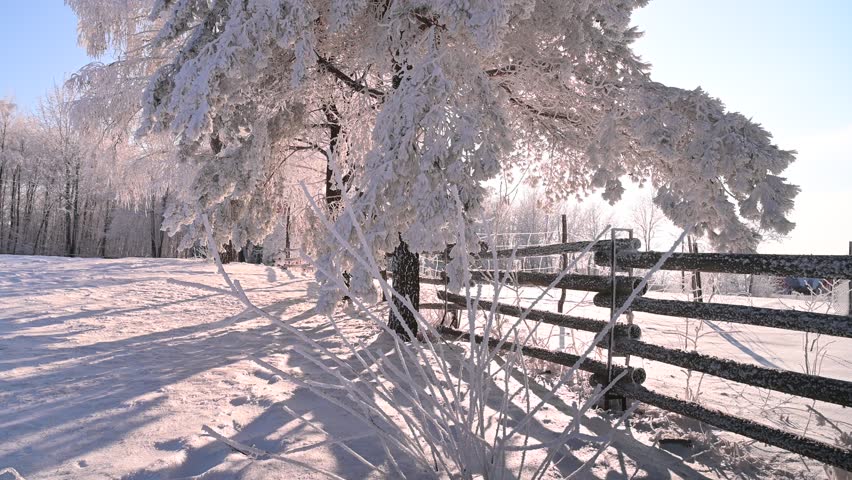 Winter snowy rural landscape, mountainous landscape, snow-covered trees, sunny day, wooden fence