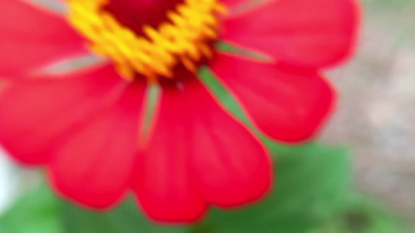 Macro footage of red zinnia flower center with yellow stamens, showing floral symmetry and vibrant natural color.