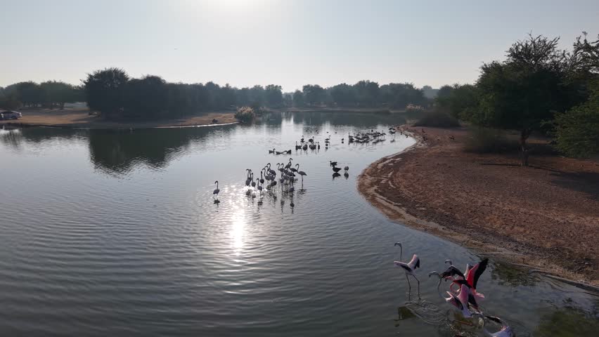 Drone shot of flamingos at Al Qudra Lakes in Dubai, United Arab Emirates