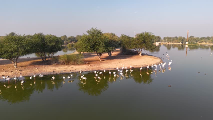 Aerial view of flamingos at Al Qudra Lakes in Dubai, United Arab Emirates