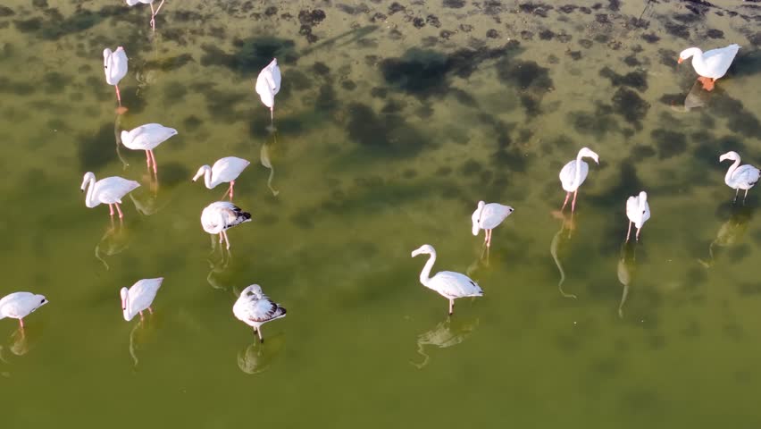 Aerial footage of flamingos in desert lagoon oasis