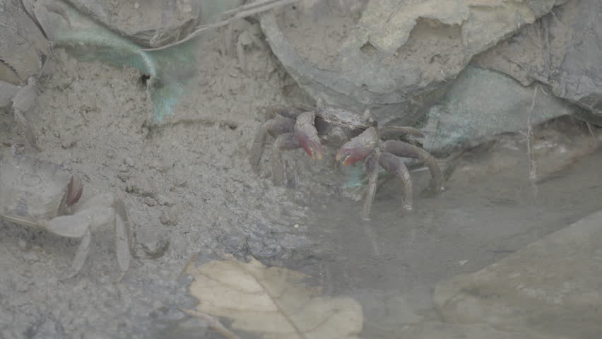 Mud Crab in Mangrove Habitat Polluted by Plastic Waste S log 3 10bit 422