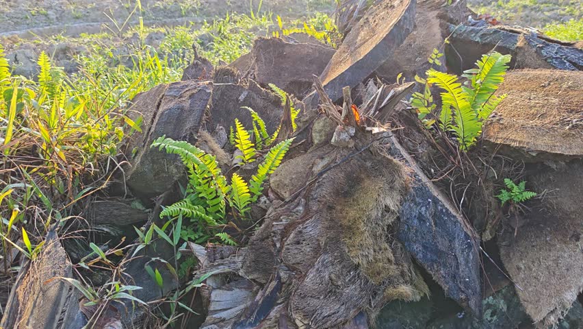 Beautiful bushes of wildflowers weeds vegetation growing on the meadow with morning sky background.