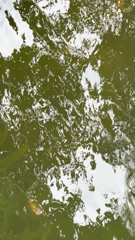 Overhead view of a gharial crocodile swimming through murky green water with tree reflections