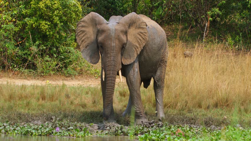African bush elephant drinking and grazing on lush riverside vegetation along the muddy Nile bank in Murchison Falls National Park, Uganda, showcasing its natural habitat and behavior