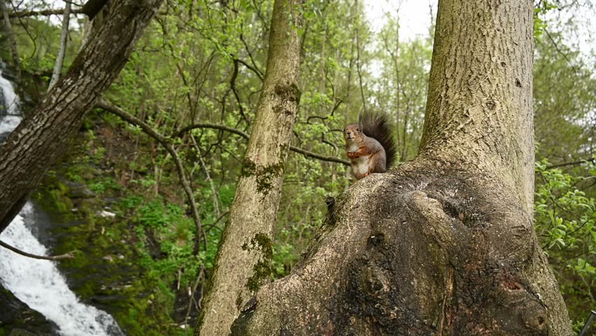 Eurasian Red Squirrel sits on a tree burl, sniffing the air and scanning surroundings before climbing down to forage.